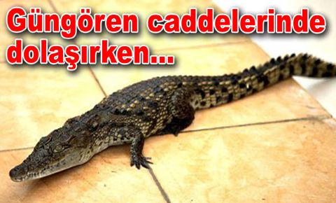 Güngören caddelerinde dolaşan timsah, görenleri şaşırttı…