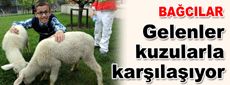 Pikniğe gelenleri kuzular karşılıyor